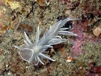 Alabaster Nudibranch