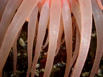 Crimson Anemone