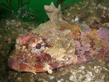 Red Irish Lord Sculpin