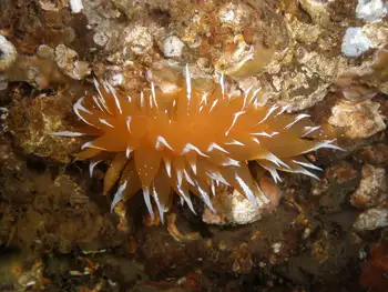 Leaf Crust Bryozoans