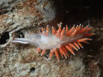 Red Gilled Nudibranch