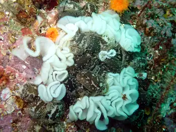 Barnacle Eating Nudibranchs