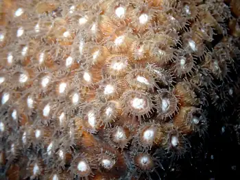 Coral