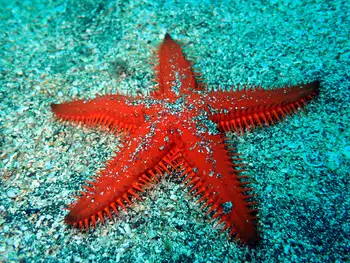 Spiny Sand Star