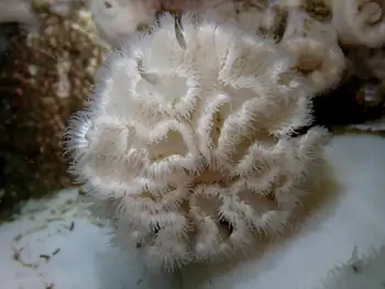 Short Plumose Anemone