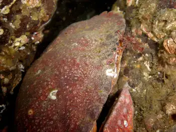 Red Rock Crab
