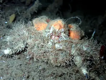 Rhinoceros Crab