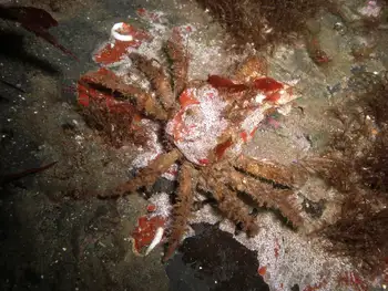 Graceful Decorator Crab