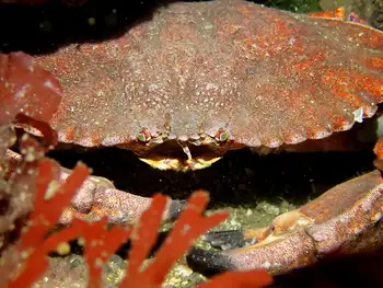 Brown Rock Crab