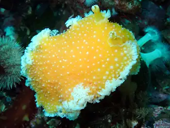 Orange Peel Nudibranch