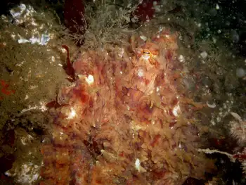 Red Octopus