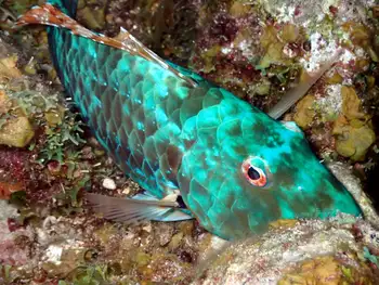 Fish