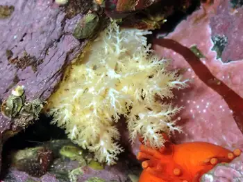 Pale Sea Cucumber