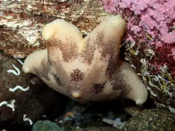 Slime Star