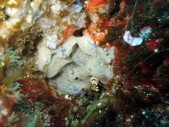 Sponge