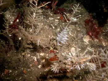 Coarse Sea Fir Hydroids