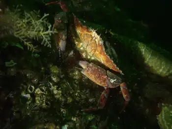 Red Rock Crab