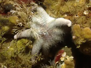 Sunflower Star