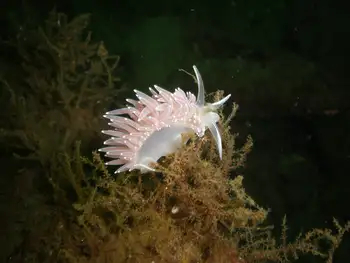 Muff Hydroid
