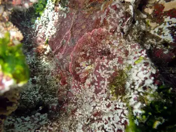 encrusting corraline algae