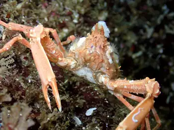Longhorn Decorator Crab