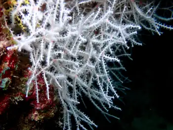 White Acabaria Coral