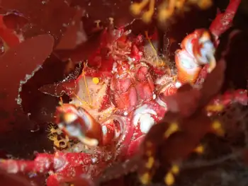 Northern Kelp Crab
