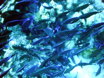 Blue Tangs