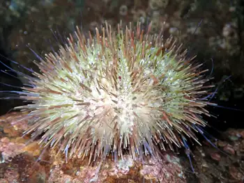 White Sea Urchin