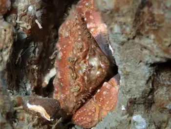 Pygmy Rock Crab