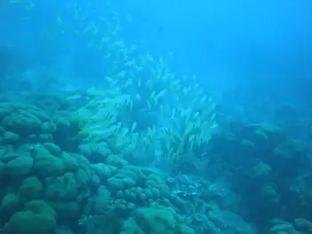 School of Fish