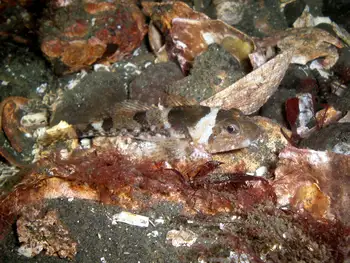 Sculpin