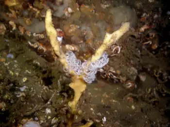 Nudibranch