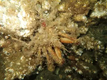 Sharp Nosed Crab