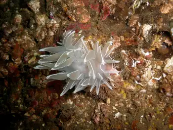 Alabaster Nudibranch