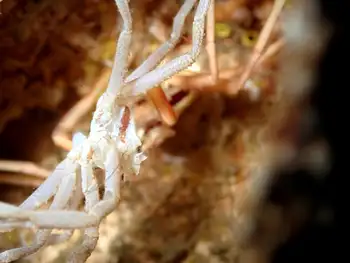 Giant Sea Spider