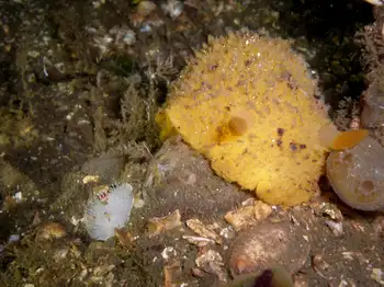 Monterey Sea Lemon