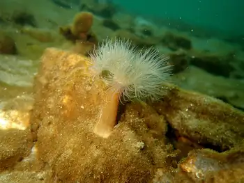 Metridium Anemone