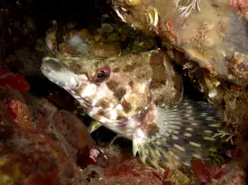 Painted Greenling