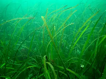Eelgrass