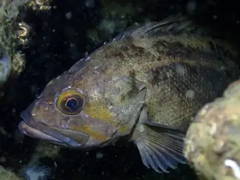 Rockfish