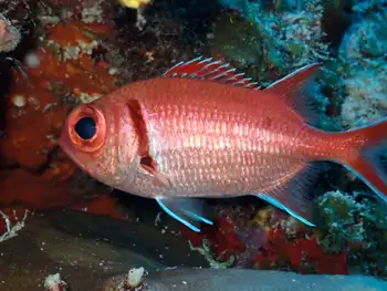 blackbar squirrelfish
