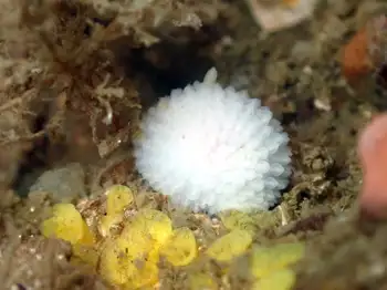 White Adalaria Nudibranch