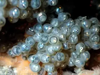 Eggs Fish