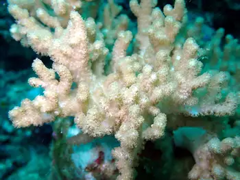 Coral