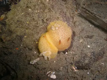 Sandalwood Nudibranchs