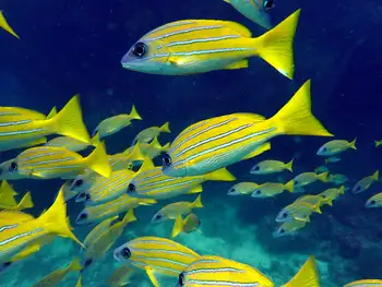 bluestripe snapper