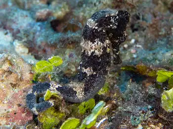 Longsnout Seahorse