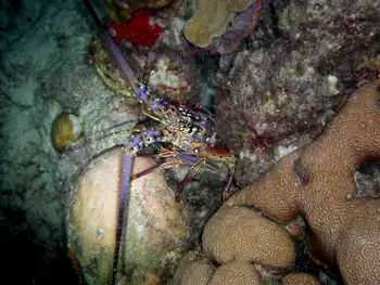 Caribbean Spiny Lobster