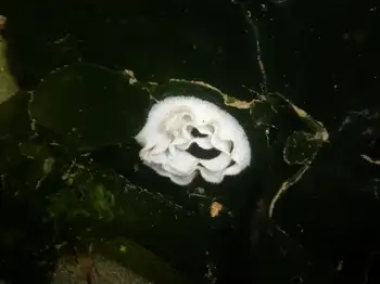 Eggs Nudibranch